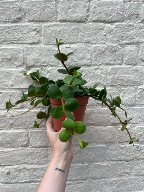 Peperomia Hope Plant - Peperomia Tetraphylla Houseplant