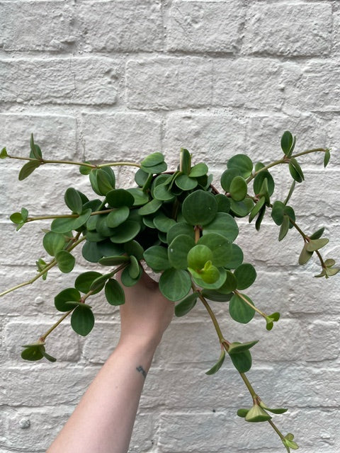 Peperomia Hope Plant - Peperomia Tetraphylla Houseplant