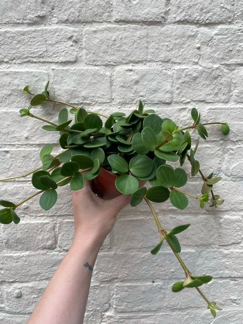 Peperomia Hope Plant - Peperomia Tetraphylla Houseplant