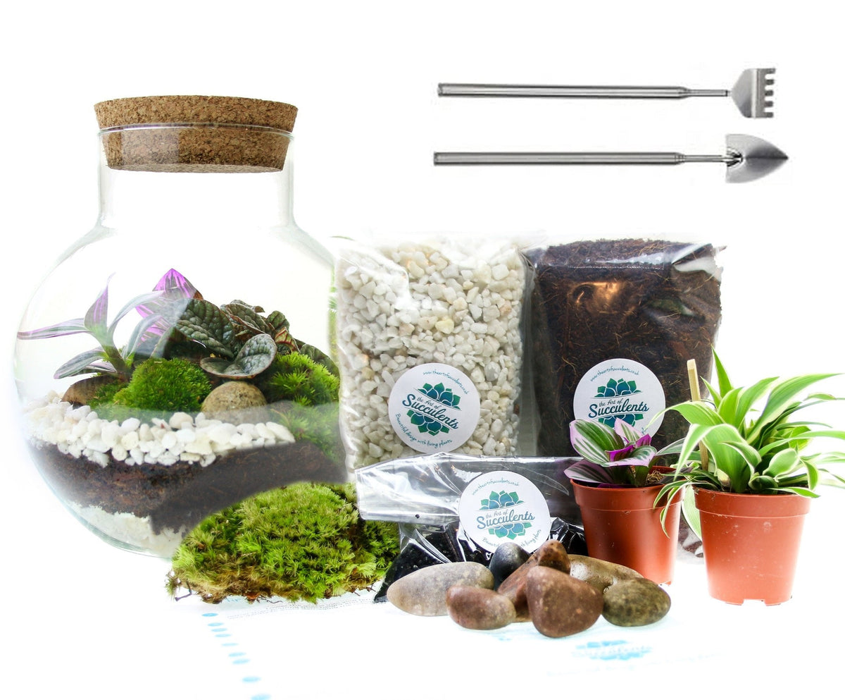The Nook - Small Curvy Corked Terrarium