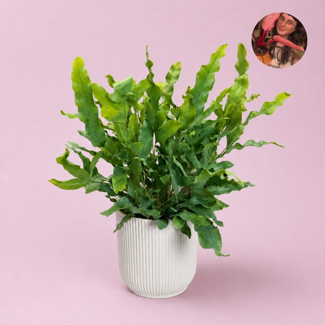 Blue Star Fern Houseplant - Little Plant Lovers Choice