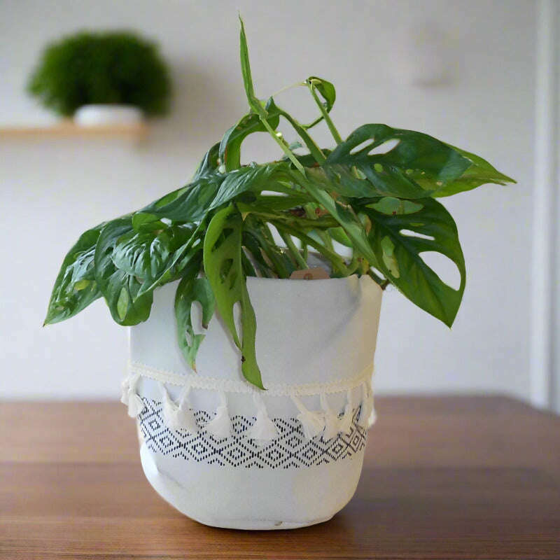 Monstera Monkey Mask Houseplant (Monstera Adansonii) Small Indoor Plants