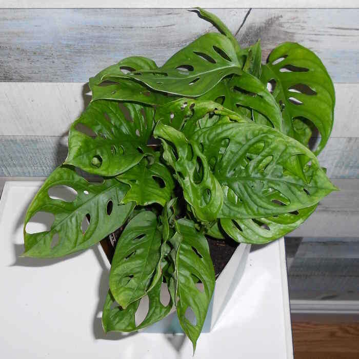Monstera Monkey Mask Houseplant (Monstera Adansonii) - Plant in Plastic Nursery Pot | Small Indoor Plants