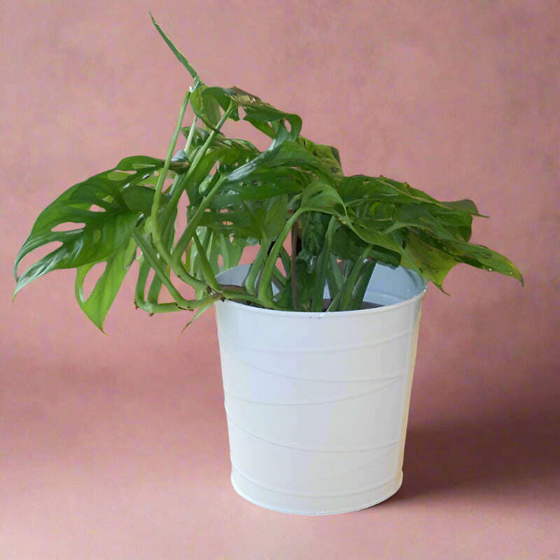 Monstera Monkey Mask Houseplant (Monstera Adansonii) Small Indoor Plants