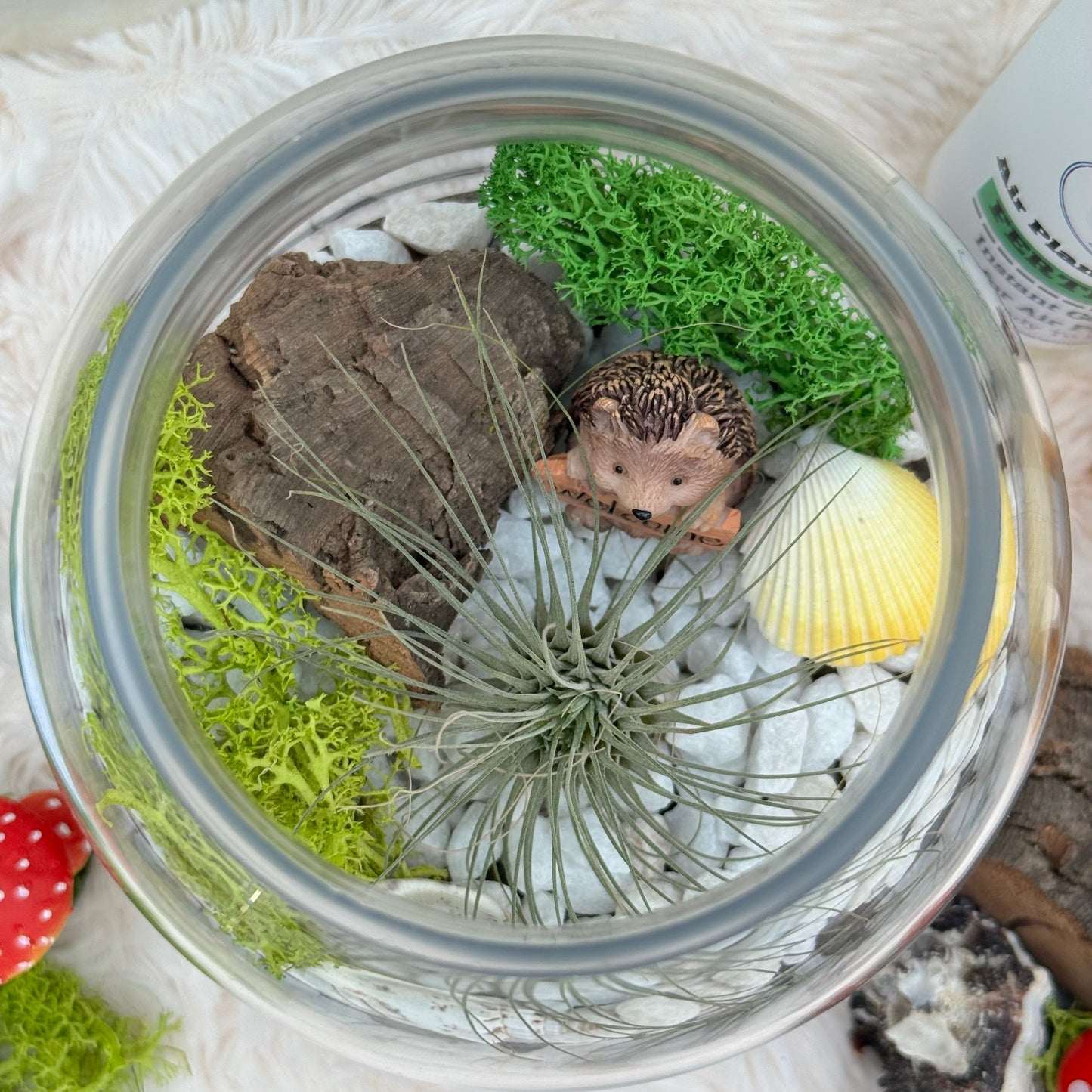 Mystic Wood Air Plant Terrarium