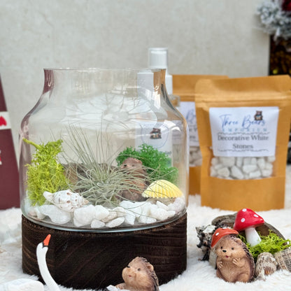 Mystic Wood Air Plant Terrarium