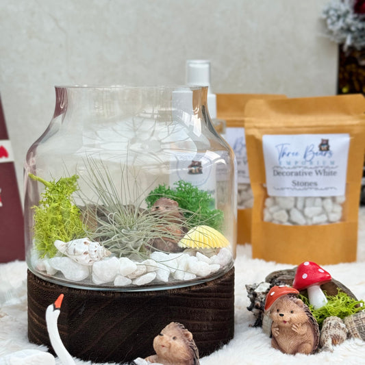 Mystic Wood Air Plant Terrarium