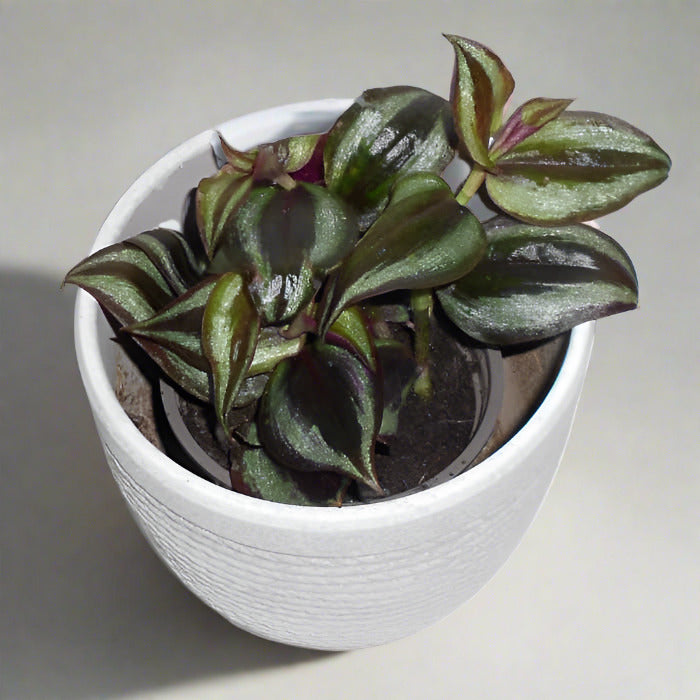 Tradescantia zebrina purple houseplant in a pot