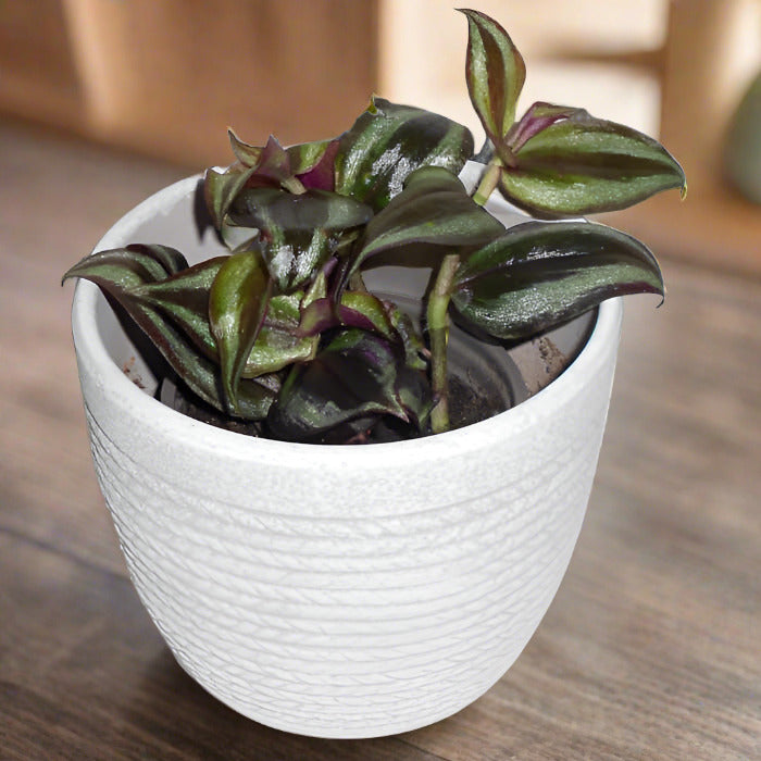 Tradescantia zebrina purple wandering dude houseplant