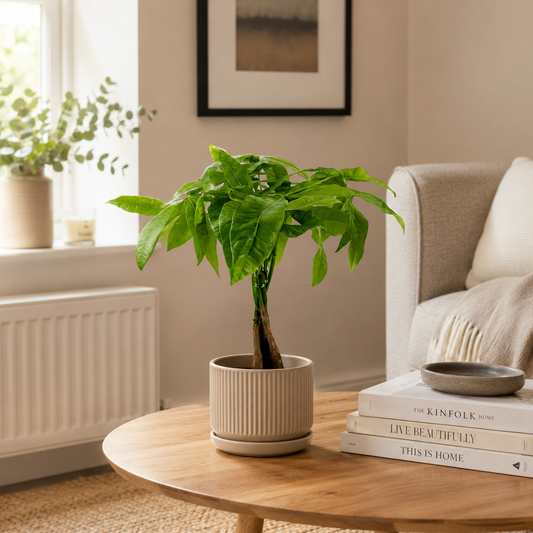 Pachira Aquatica Indoor Houseplant
