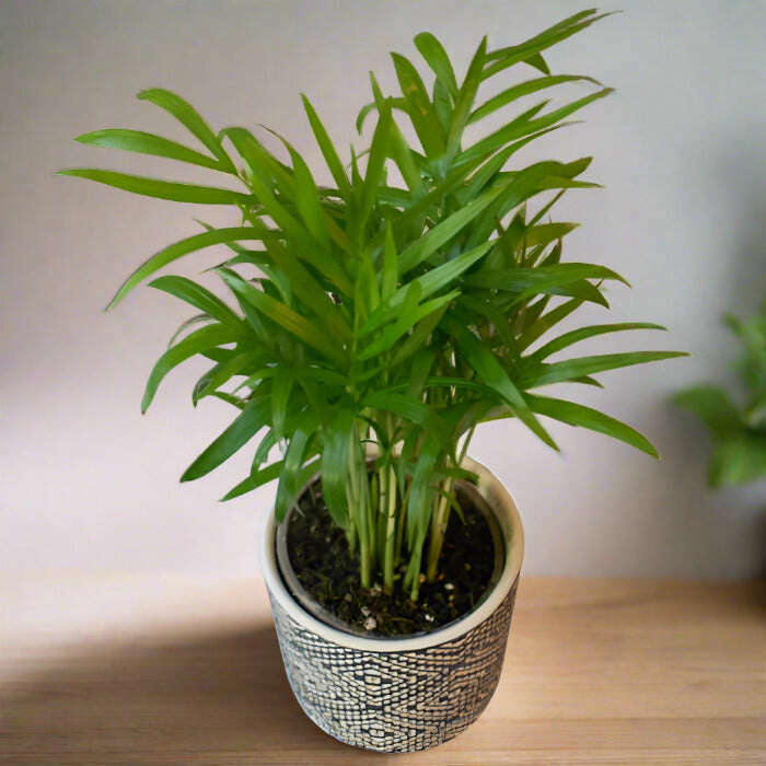 Parlour Palm Houseplant (Chamaedorea Elegans) Small Indoor Plants