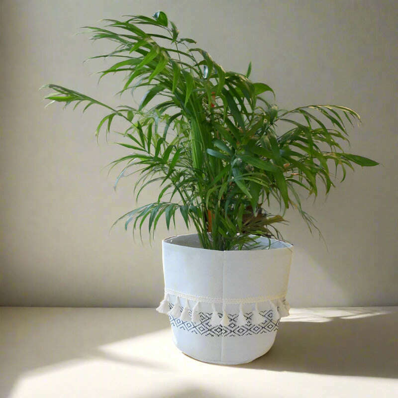 Parlour Palm Houseplant (Chamaedorea Elegans) - Plant and Cotton Tasselled Pot Cover | Small Indoor Plants