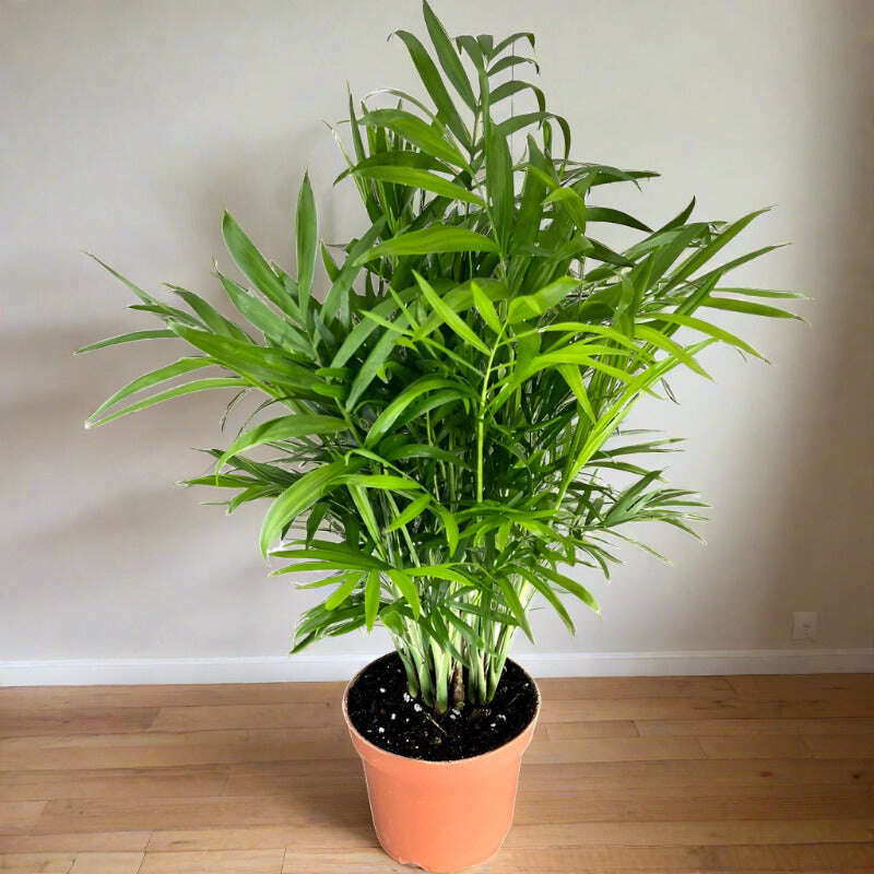 Parlour Palm Houseplant (Chamaedorea Elegans) Small Indoor Plants