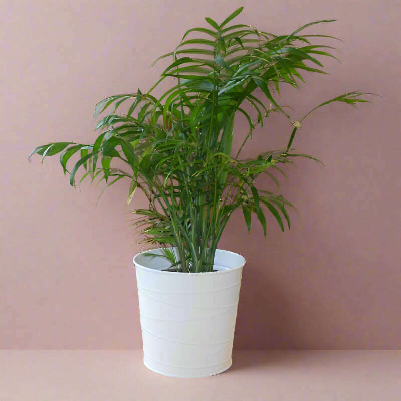 Parlour Palm Houseplant (Chamaedorea Elegans) - Plant and White Metal Pot | Small Indoor Plants