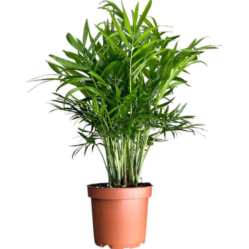 Parlour Palm Houseplant (Chamaedorea Elegans) - Plant in Plastic Nursery Pot | Small Indoor Plants