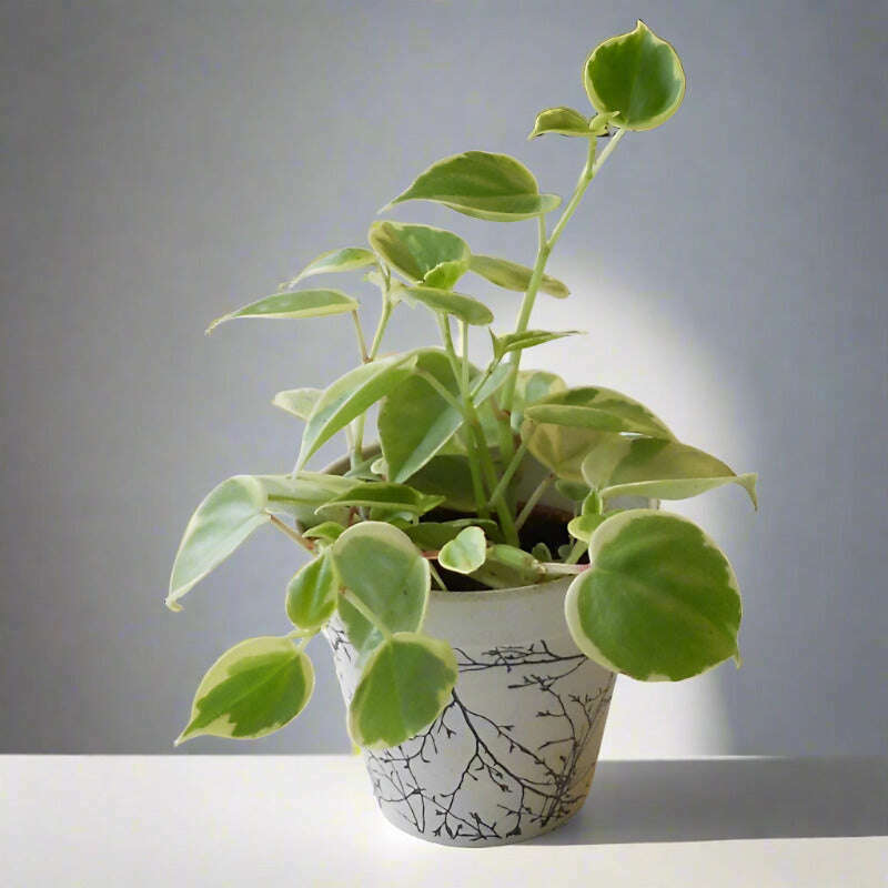 Peperomia Scandens Variegata (Cupid Peperomia Plant) - Plant and Bamboo Pot | Small Indoor Plants