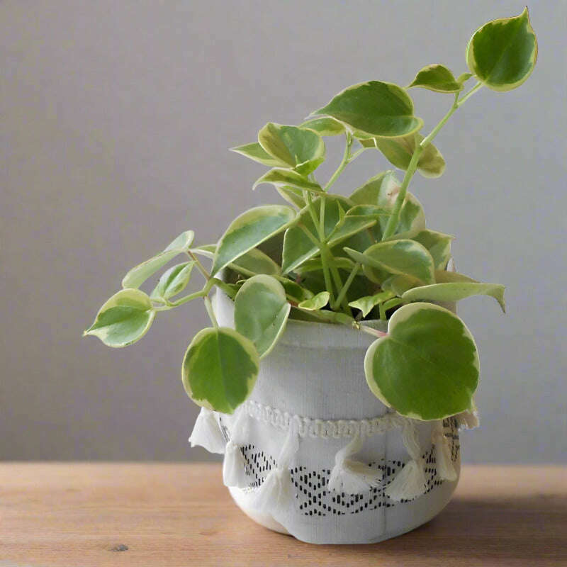 Peperomia Scandens Variegata (Cupid Peperomia Plant) - Plant and Cotton Tasselled Pot Cover | Small Indoor Plants