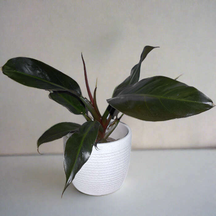 philodendron-autumn-falls-houseplant-small-indoor-plants-8WG