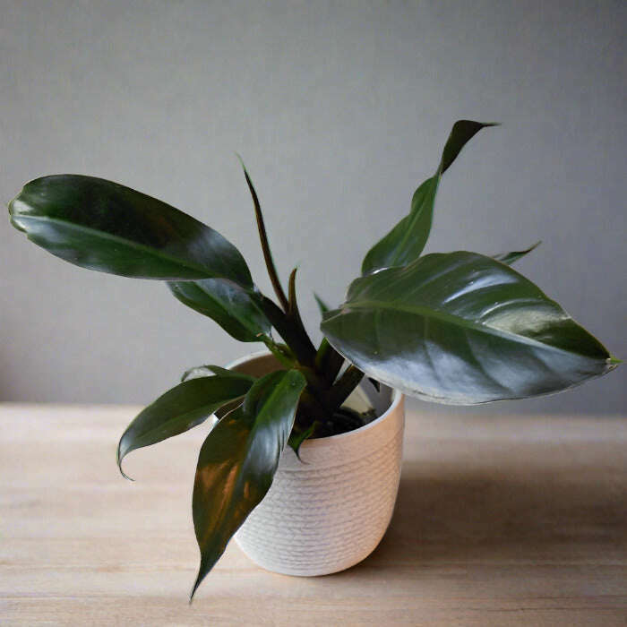 philodendron autumn falls Philodendron Autumn Falls Houseplant