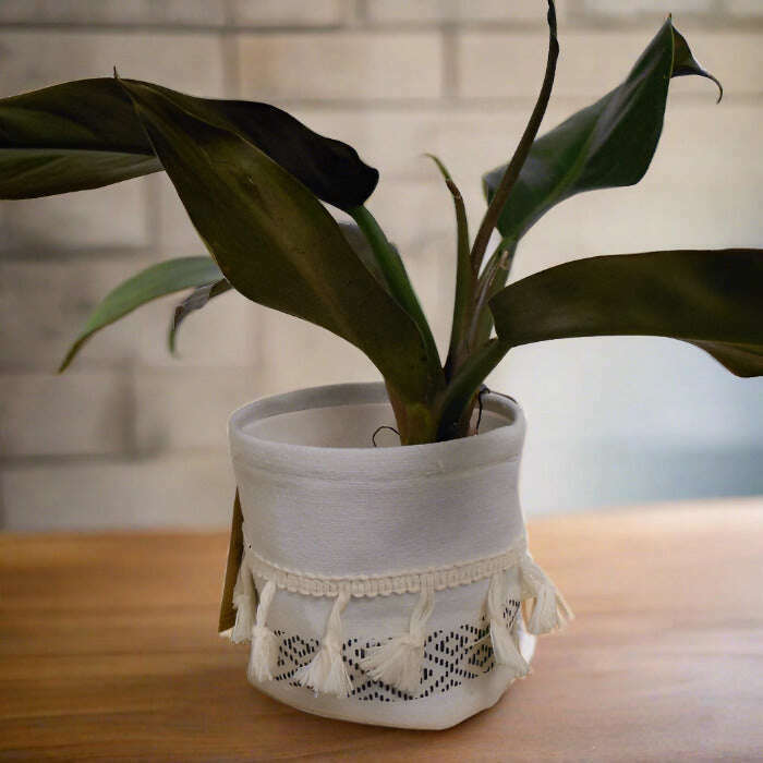 philodendron autumn care Philodendron Autumn Falls Houseplant