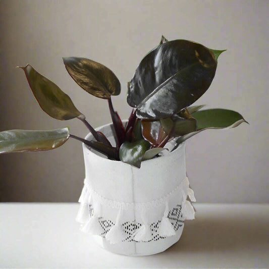 Philodendron Erubescens Black Cardinal House Plant - 9cm Plant and Cotton Tasselled Pot Cover | Small Indoor Plants