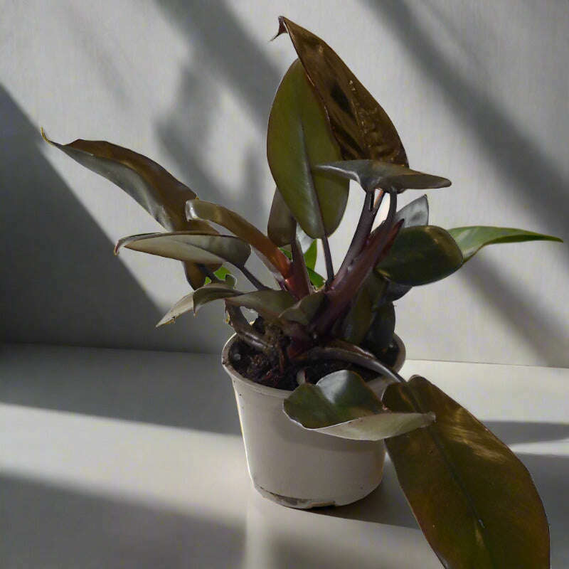 philodendron-erubescens-black-cardinal-house-plant-small-indoor-plants-lsT