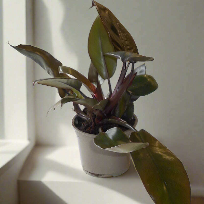 philodendron-erubescens-black-cardinal-house-plant-small-indoor-plants-v2g