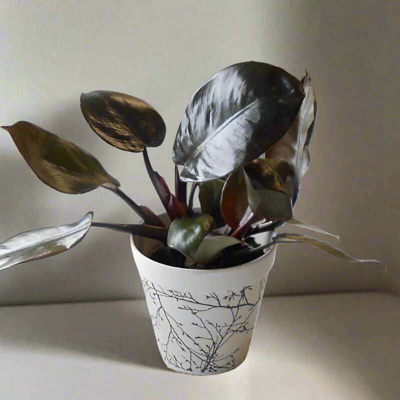 philodendron-erubescens-black-cardinal-house-plant-small-indoor-plants-z6G