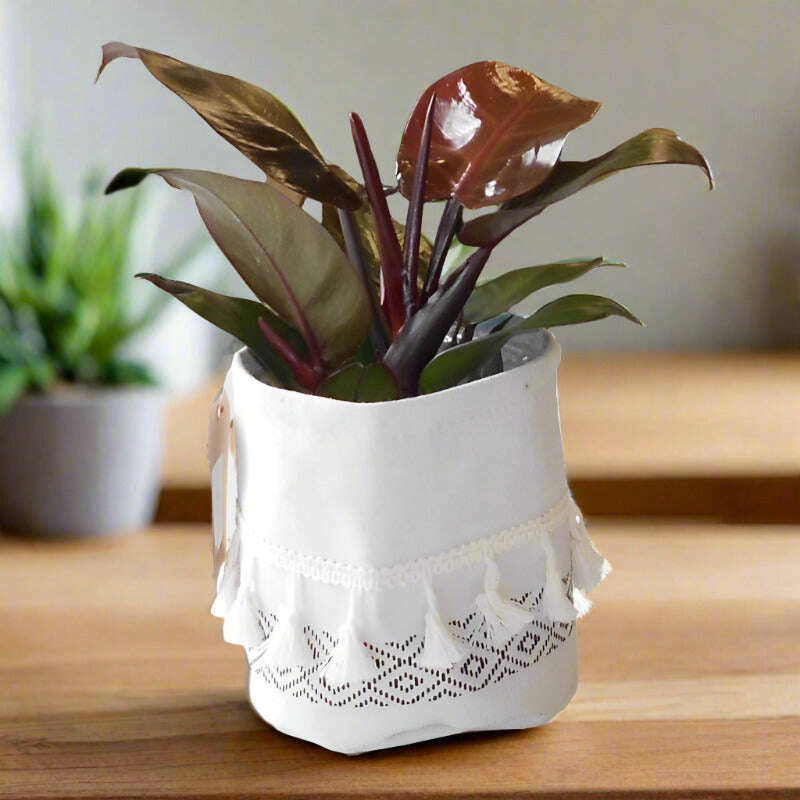 philodendron-erubescens-red-cherry-house-plant-small-indoor-plants-KIK