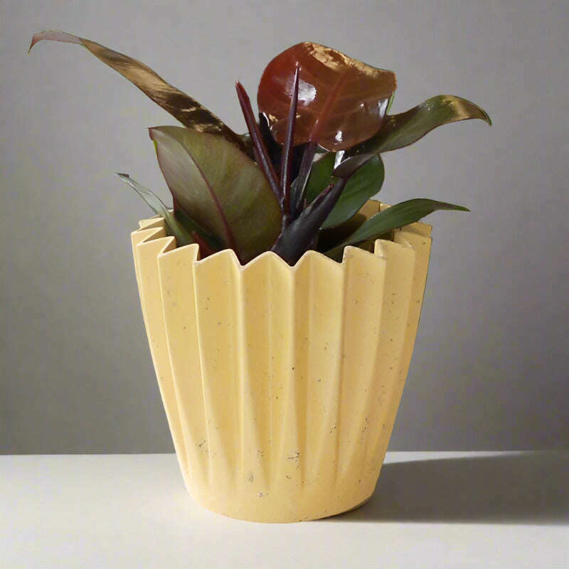 philodendron-erubescens-red-cherry-house-plant-small-indoor-plants-L9k