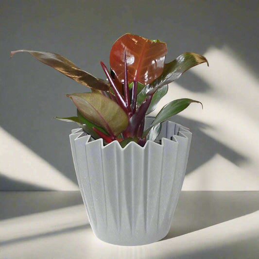 Philodendron Erubescens Red Cherry House Plant - Plant and Grey Corrugated Pot | Small Indoor Plants