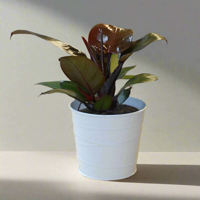 philodendron-erubescens-red-cherry-house-plant-small-indoor-plants-aZY