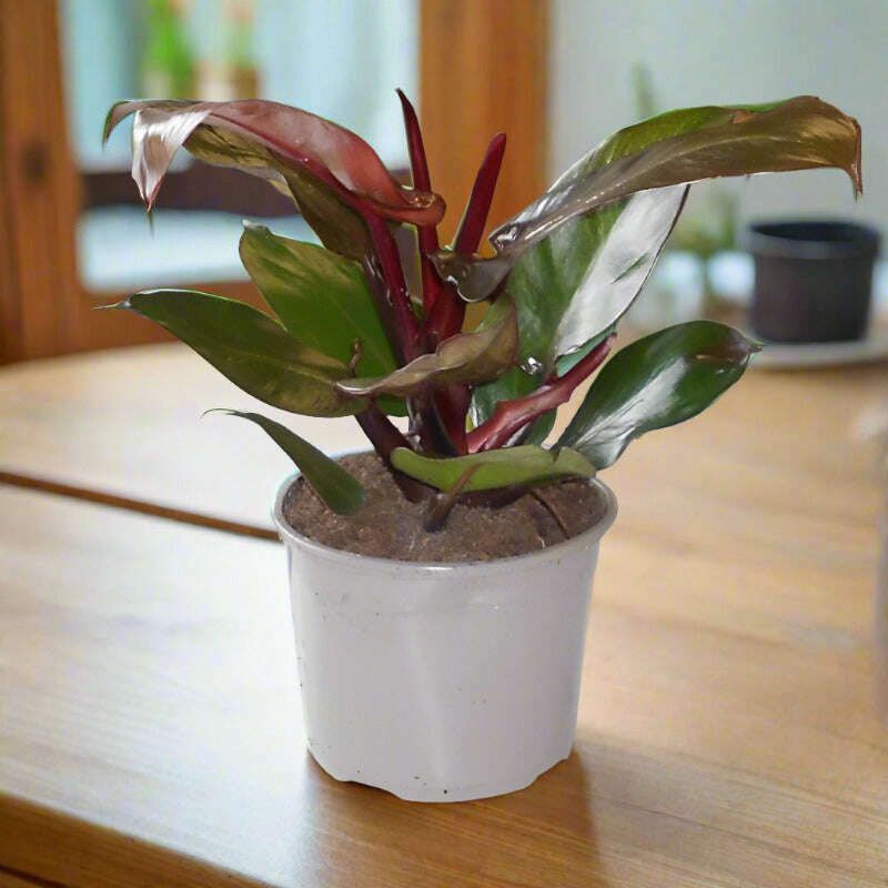 philodendron-erubescens-red-cherry-house-plant-small-indoor-plants-bzm