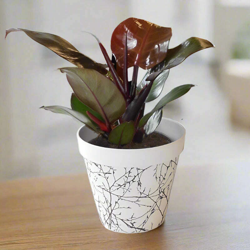 philodendron-erubescens-red-cherry-house-plant-small-indoor-plants-kPW
