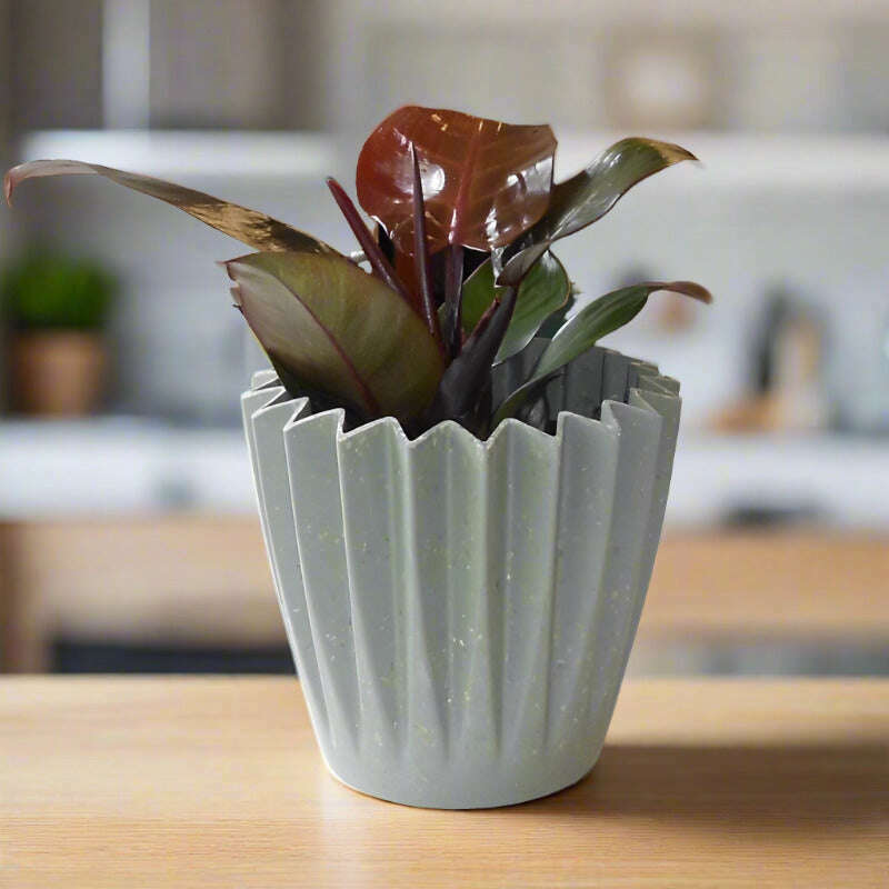 philodendron-erubescens-red-cherry-house-plant-small-indoor-plants-wkV