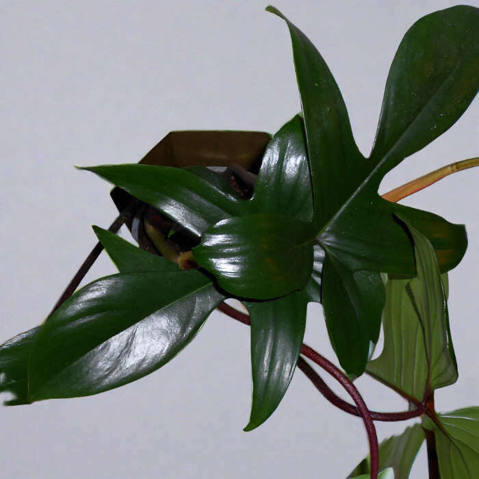 philodendron-florida-green-houseplant-small-indoor-plants-3w2