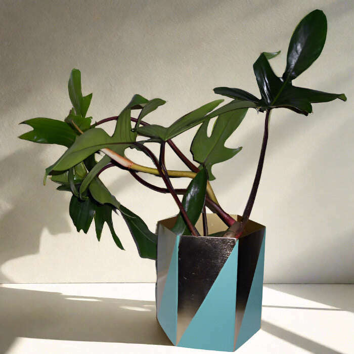 philodendron-florida-green-houseplant-small-indoor-plants-wNU