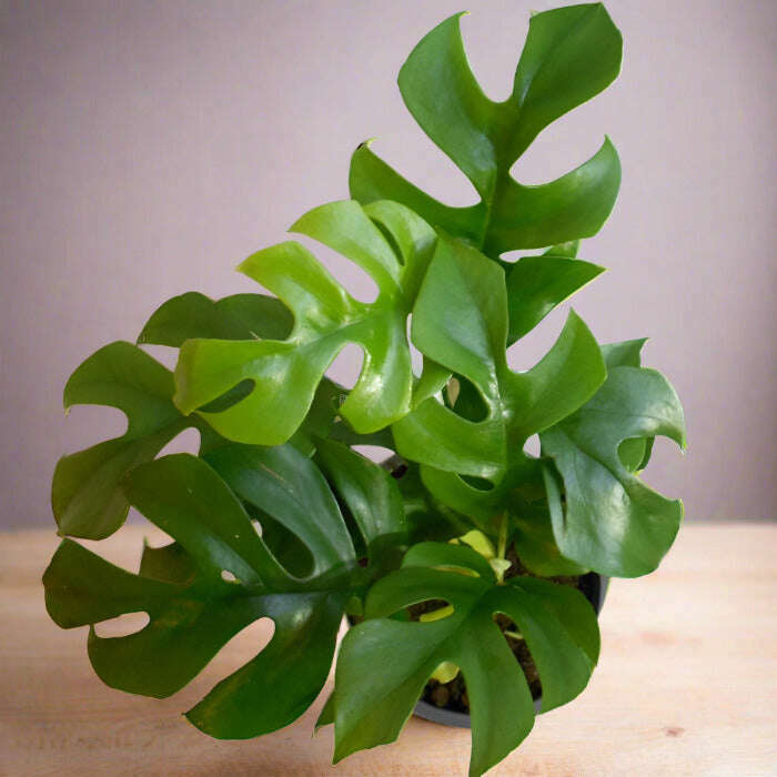 Philodendron Minima