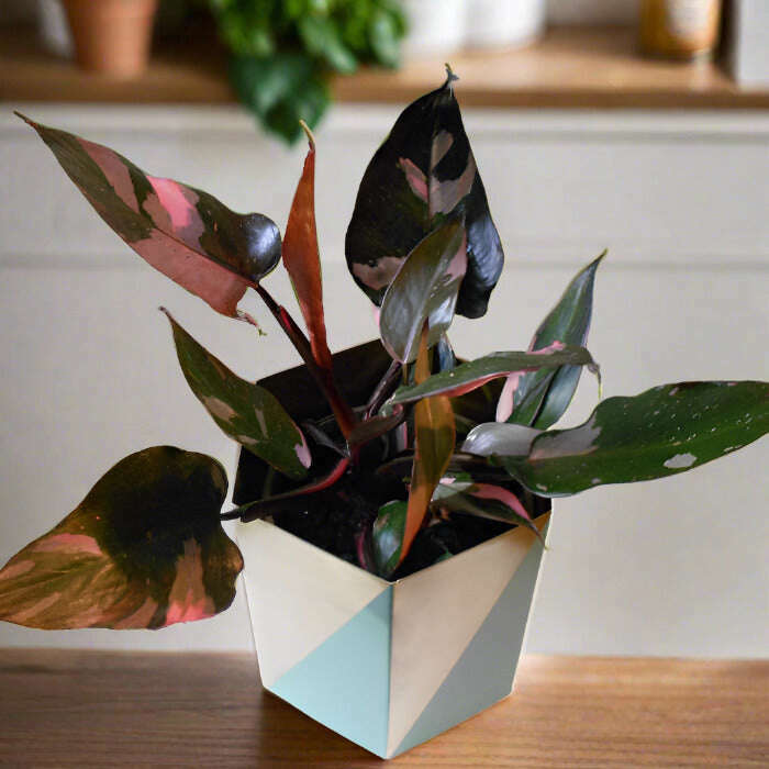 philodendron-pink-princess-small-indoor-plants-BCo