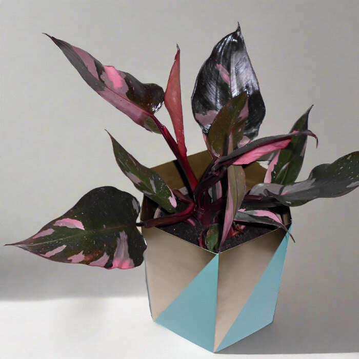 philodendron-pink-princess-small-indoor-plants-QSr