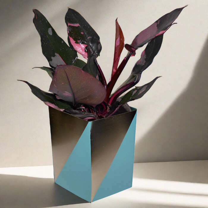 philodendron-pink-princess-small-indoor-plants-YAe