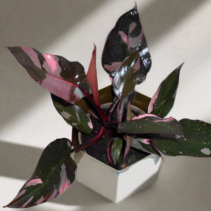 philodendron-pink-princess-small-indoor-plants-nWW