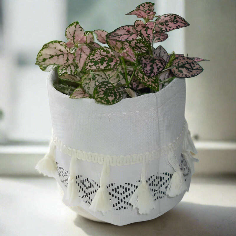 Pink Polka Dot Plant