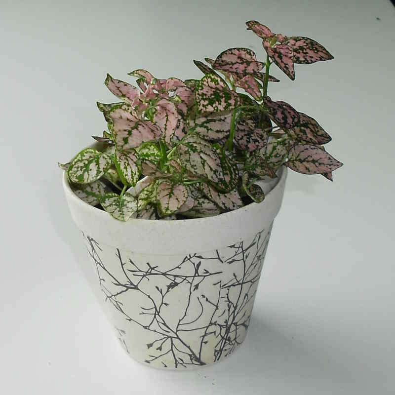 pink-polka-dot-plant-hypoestes-sanguinolenta-pink-small-indoor-plants-ryU