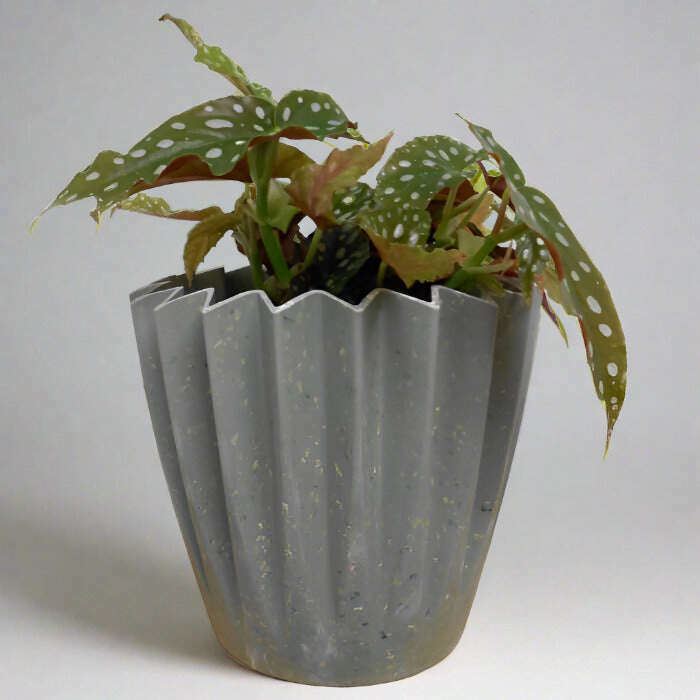 Polka dot begonia in a sage green plant pot