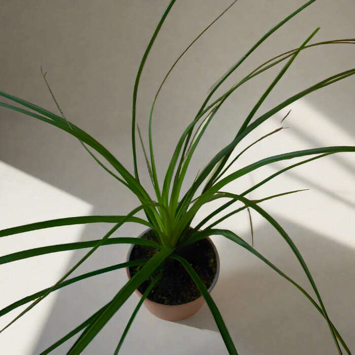 Ponytail palm houseplant from above