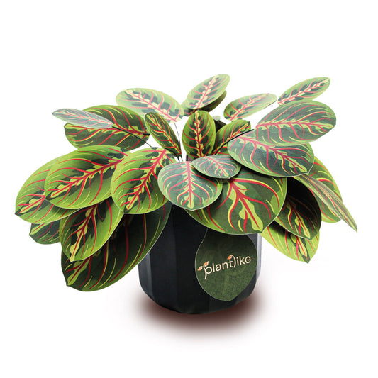 Artificial Prayer Plant — Botanical Craft Kit by Plantlike