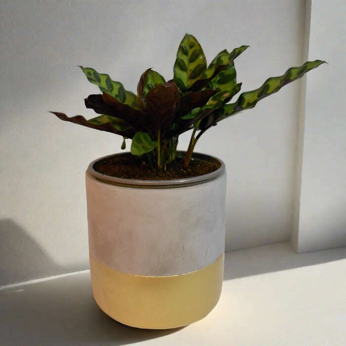 Rattlesnake Plant (Calathea Insignis) Small Indoor Plants