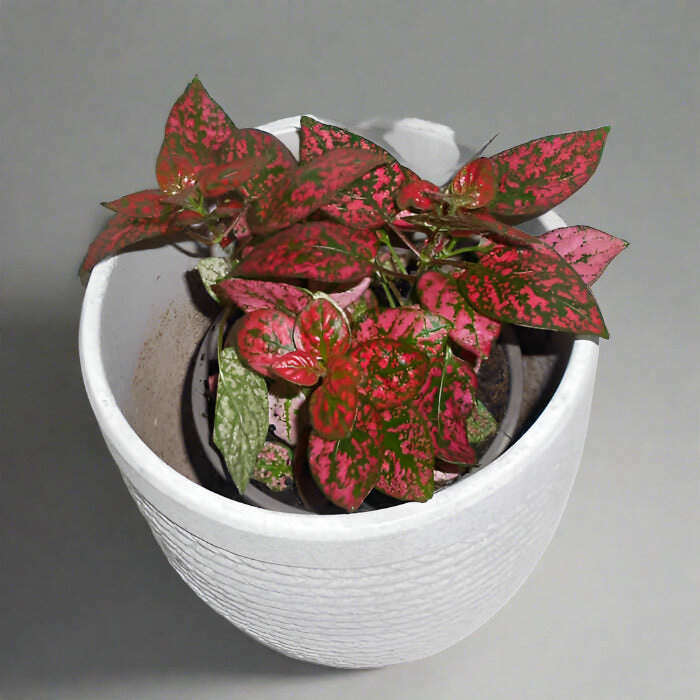 Red Polka Dot Plant (Hypoestes Phyllostachya Red) Small Indoor Plants