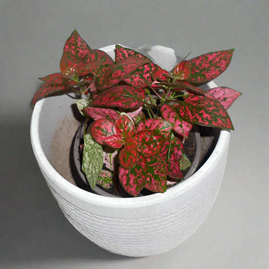 Red Polka Dot Plant (Hypoestes Phyllostachya Red) Small Indoor Plants
